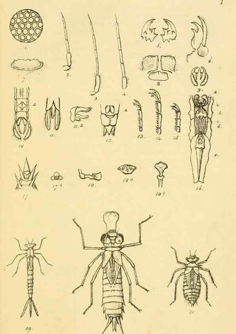Reproducción/Reproduction 35566249353: British libellulinae, or, Dragon flies :. London :Printed by J.C. Bridgewater,1845.