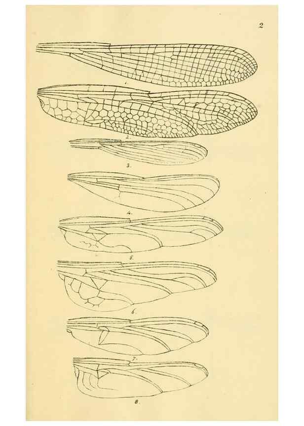 Reproducción/Reproduction 35566251323: British libellulinae, or, Dragon flies :. London :Printed by J.C. Bridgewater,1845.
