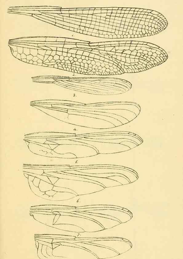 Reproducción/Reproduction 35566251323: British libellulinae, or, Dragon flies :. London :Printed by J.C. Bridgewater,1845.