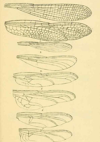 Reproducción/Reproduction 35566251323: British libellulinae, or, Dragon flies :. London :Printed by J.C. Bridgewater,1845.