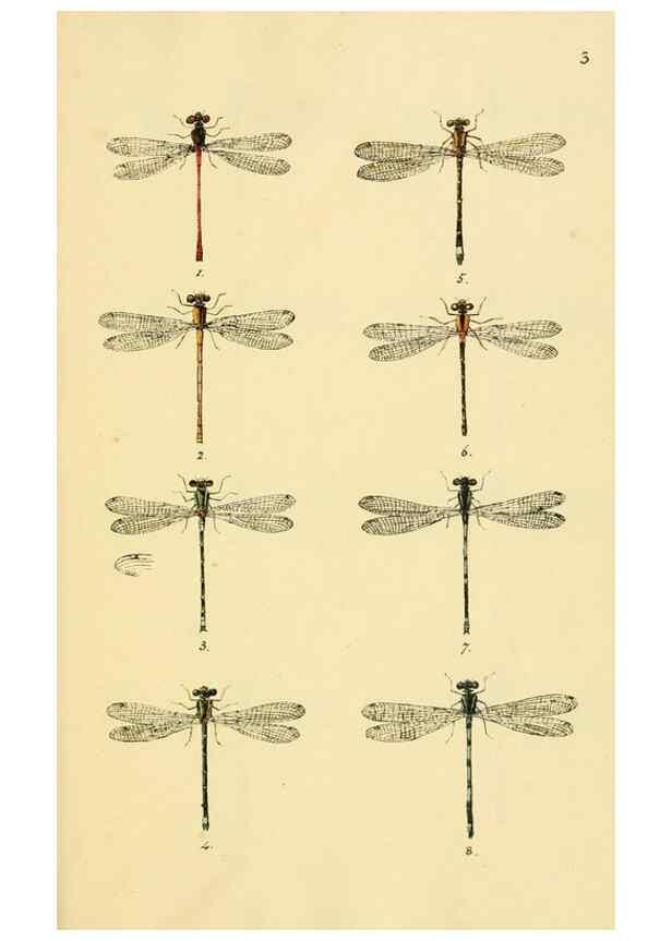 Reproducción/Reproduction 35566252813: British libellulinae, or, Dragon flies :. London :Printed by J.C. Bridgewater,1845.