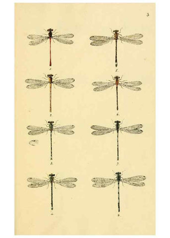 Reproducción/Reproduction 35566252813: British libellulinae, or, Dragon flies :. London :Printed by J.C. Bridgewater,1845.