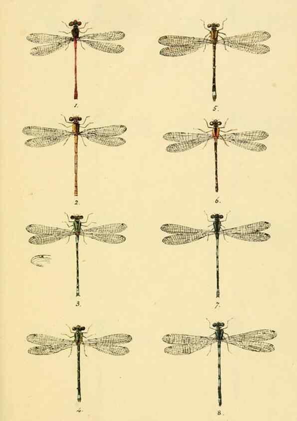 Reproducción/Reproduction 35566252813: British libellulinae, or, Dragon flies :. London :Printed by J.C. Bridgewater,1845.
