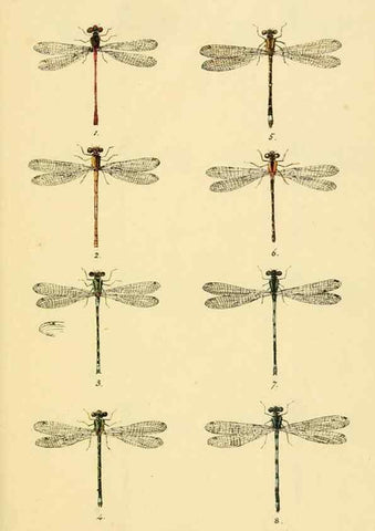 Reproducción/Reproduction 35566252813: British libellulinae, or, Dragon flies :. London :Printed by J.C. Bridgewater,1845.