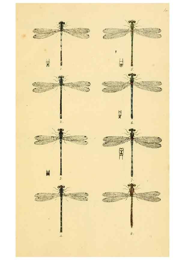 Reproducción/Reproduction 35566254013: British libellulinae, or, Dragon flies :. London :Printed by J.C. Bridgewater,1845.