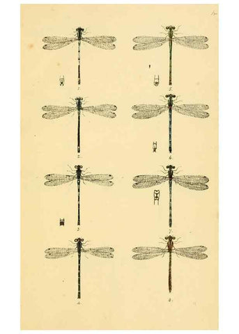 Reproducción/Reproduction 35566254013: British libellulinae, or, Dragon flies :. London :Printed by J.C. Bridgewater,1845.