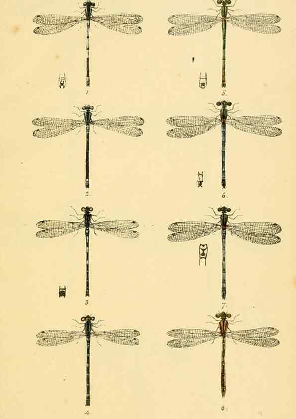 Reproducción/Reproduction 35566254013: British libellulinae, or, Dragon flies :. London :Printed by J.C. Bridgewater,1845.