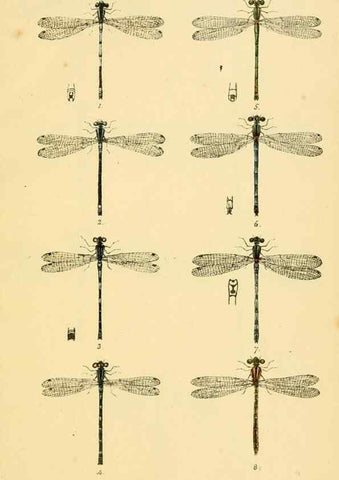 Reproducción/Reproduction 35566254013: British libellulinae, or, Dragon flies :. London :Printed by J.C. Bridgewater,1845.