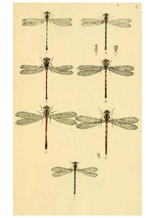 Reproducción/Reproduction 35566255823: British libellulinae, or, Dragon flies :. London :Printed by J.C. Bridgewater,1845.