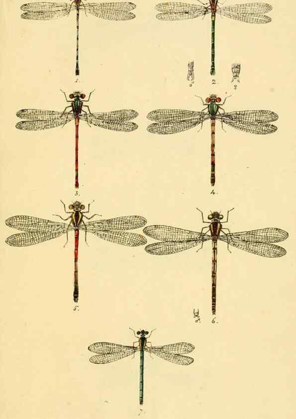 Reproducción/Reproduction 35566255823: British libellulinae, or, Dragon flies :. London :Printed by J.C. Bridgewater,1845.