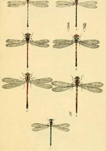 Reproducción/Reproduction 35566255823: British libellulinae, or, Dragon flies :. London :Printed by J.C. Bridgewater,1845.