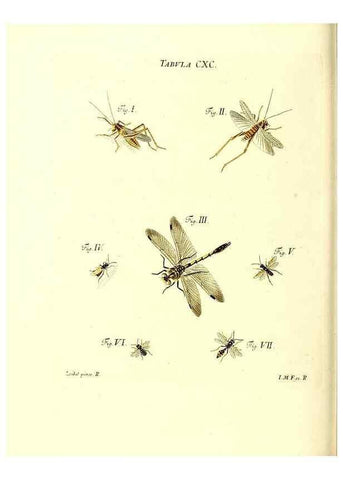 Reproducción/Reproduction 35565999453: Iacobi Christiani Schaefferi s.s. theologiae et philosophiae doctoris ... Icones insectorum circa Ratisbonam indigenorum :. Ratisbonae :Typis Breitfeldianis,MDCCLXXIX [1766-1779]