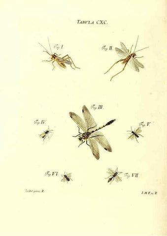 Reproducción/Reproduction 35565999453: Iacobi Christiani Schaefferi s.s. theologiae et philosophiae doctoris ... Icones insectorum circa Ratisbonam indigenorum :. Ratisbonae :Typis Breitfeldianis,MDCCLXXIX [1766-1779]