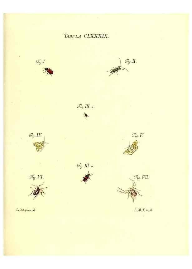 Reproducción/Reproduction 35565997983: Iacobi Christiani Schaefferi s.s. theologiae et philosophiae doctoris ... Icones insectorum circa Ratisbonam indigenorum :. Ratisbonae :Typis Breitfeldianis,MDCCLXXIX [1766-1779]