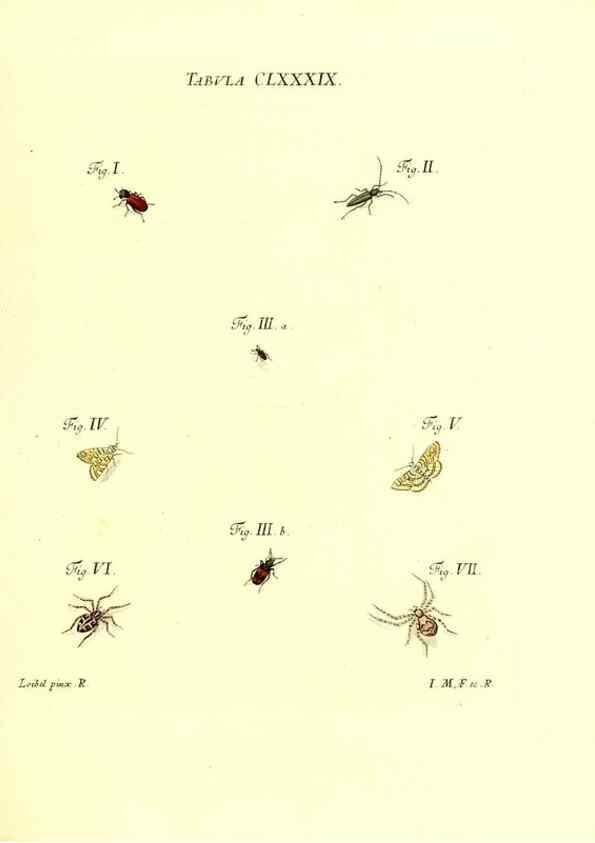Reproducción/Reproduction 35565997983: Iacobi Christiani Schaefferi s.s. theologiae et philosophiae doctoris ... Icones insectorum circa Ratisbonam indigenorum :. Ratisbonae :Typis Breitfeldianis,MDCCLXXIX [1766-1779]