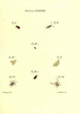 Reproducción/Reproduction 35565997983: Iacobi Christiani Schaefferi s.s. theologiae et philosophiae doctoris ... Icones insectorum circa Ratisbonam indigenorum :. Ratisbonae :Typis Breitfeldianis,MDCCLXXIX [1766-1779]