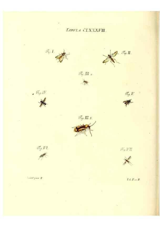 Reproducción/Reproduction 35565996903: Iacobi Christiani Schaefferi s.s. theologiae et philosophiae doctoris ... Icones insectorum circa Ratisbonam indigenorum :. Ratisbonae :Typis Breitfeldianis,MDCCLXXIX [1766-1779]