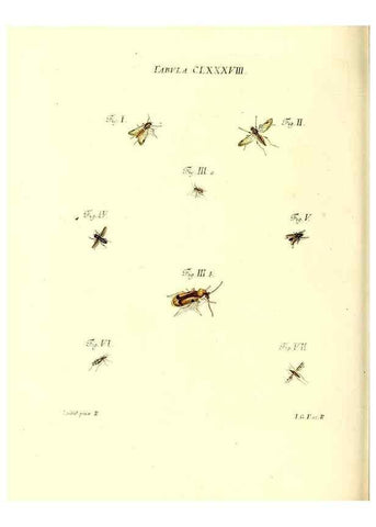 Reproducción/Reproduction 35565996903: Iacobi Christiani Schaefferi s.s. theologiae et philosophiae doctoris ... Icones insectorum circa Ratisbonam indigenorum :. Ratisbonae :Typis Breitfeldianis,MDCCLXXIX [1766-1779]