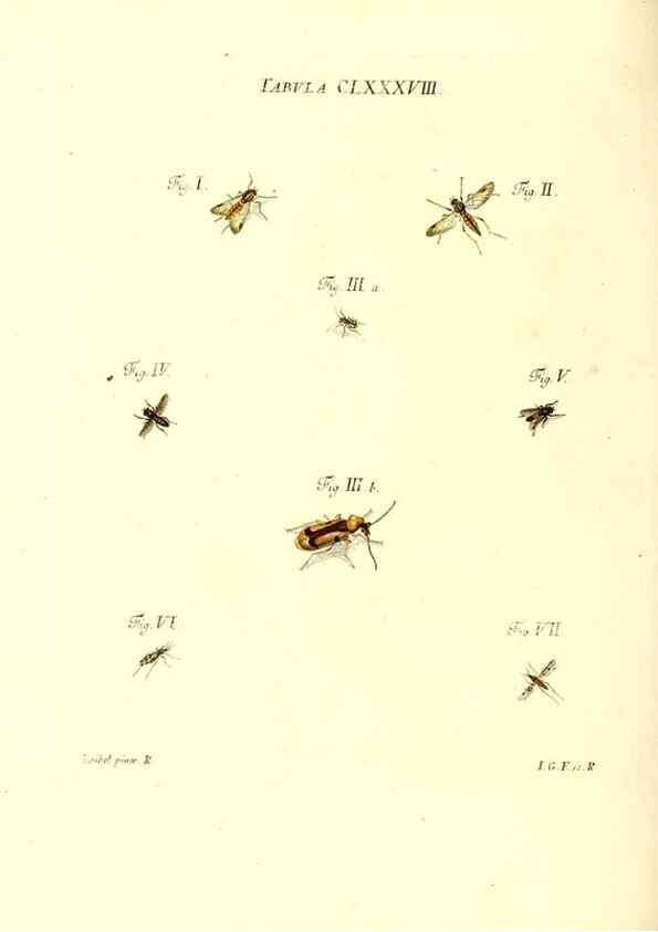 Reproducción/Reproduction 35565996903: Iacobi Christiani Schaefferi s.s. theologiae et philosophiae doctoris ... Icones insectorum circa Ratisbonam indigenorum :. Ratisbonae :Typis Breitfeldianis,MDCCLXXIX [1766-1779]