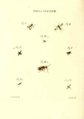Reproducción/Reproduction 35565996903: Iacobi Christiani Schaefferi s.s. theologiae et philosophiae doctoris ... Icones insectorum circa Ratisbonam indigenorum :. Ratisbonae :Typis Breitfeldianis,MDCCLXXIX [1766-1779]