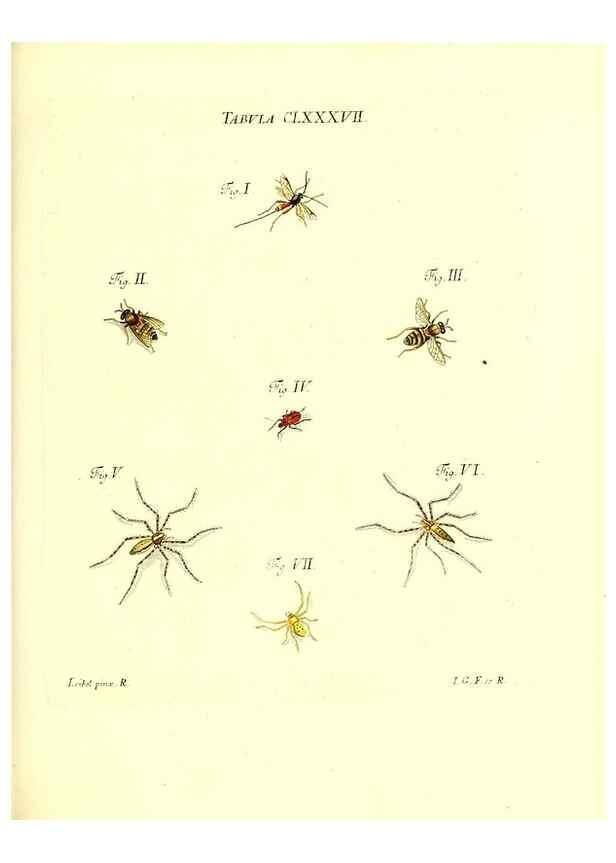 Reproducción/Reproduction 35565995573: Iacobi Christiani Schaefferi s.s. theologiae et philosophiae doctoris ... Icones insectorum circa Ratisbonam indigenorum :. Ratisbonae :Typis Breitfeldianis,MDCCLXXIX [1766-1779]