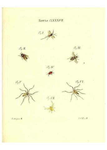 Reproducción/Reproduction 35565995573: Iacobi Christiani Schaefferi s.s. theologiae et philosophiae doctoris ... Icones insectorum circa Ratisbonam indigenorum :. Ratisbonae :Typis Breitfeldianis,MDCCLXXIX [1766-1779]