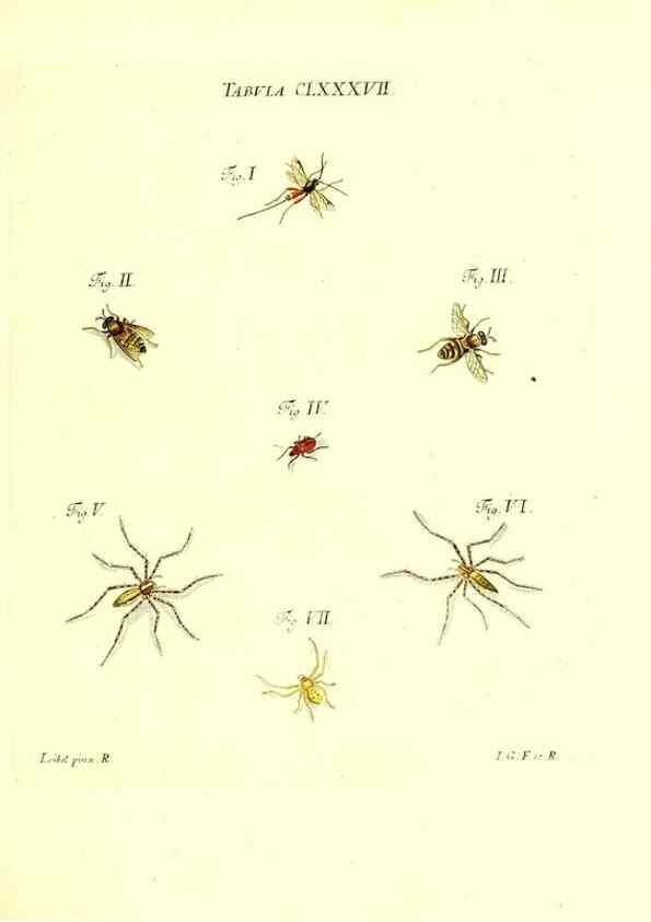 Reproducción/Reproduction 35565995573: Iacobi Christiani Schaefferi s.s. theologiae et philosophiae doctoris ... Icones insectorum circa Ratisbonam indigenorum :. Ratisbonae :Typis Breitfeldianis,MDCCLXXIX [1766-1779]