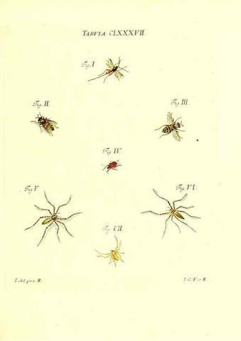 Reproducción/Reproduction 35565995573: Iacobi Christiani Schaefferi s.s. theologiae et philosophiae doctoris ... Icones insectorum circa Ratisbonam indigenorum :. Ratisbonae :Typis Breitfeldianis,MDCCLXXIX [1766-1779]