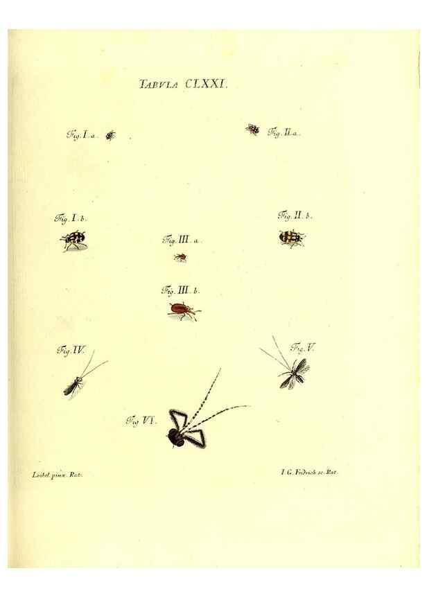 Reproducción/Reproduction 36374299635: Iacobi Christiani Schaefferi s.s. theologiae et philosophiae doctoris ... Icones insectorum circa Ratisbonam indigenorum :. Ratisbonae :Typis Breitfeldianis,MDCCLXXIX [1766-1779]