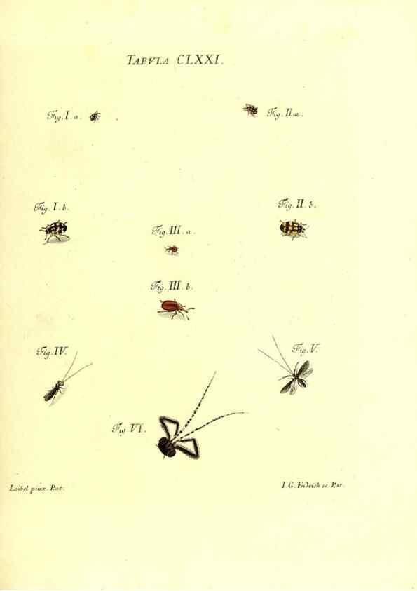 Reproducción/Reproduction 36374299635: Iacobi Christiani Schaefferi s.s. theologiae et philosophiae doctoris ... Icones insectorum circa Ratisbonam indigenorum :. Ratisbonae :Typis Breitfeldianis,MDCCLXXIX [1766-1779]