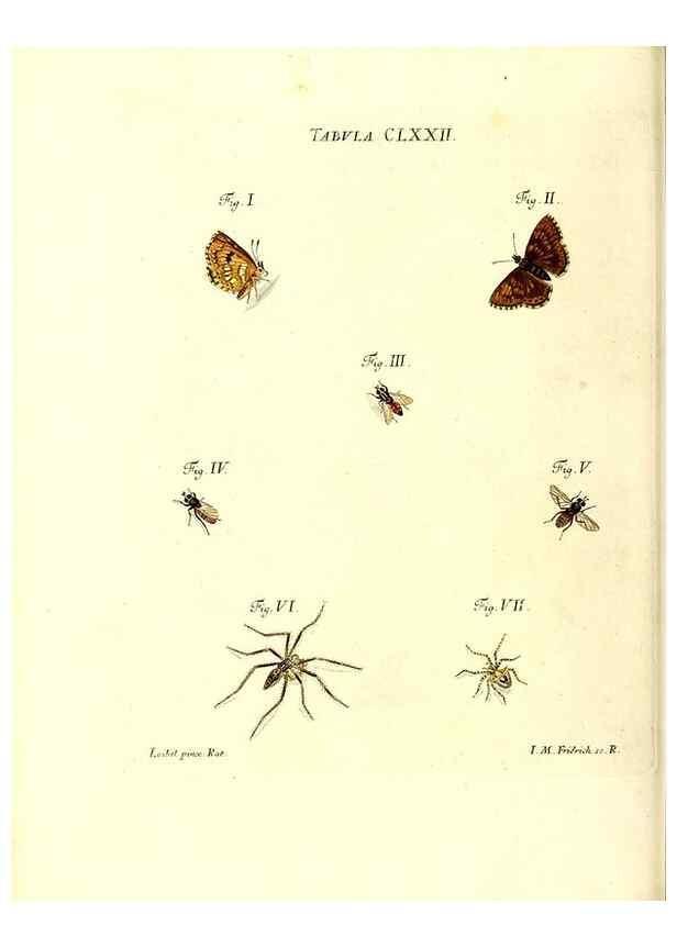 Reproducción/Reproduction 36374300805: Iacobi Christiani Schaefferi s.s. theologiae et philosophiae doctoris ... Icones insectorum circa Ratisbonam indigenorum :. Ratisbonae :Typis Breitfeldianis,MDCCLXXIX [1766-1779]