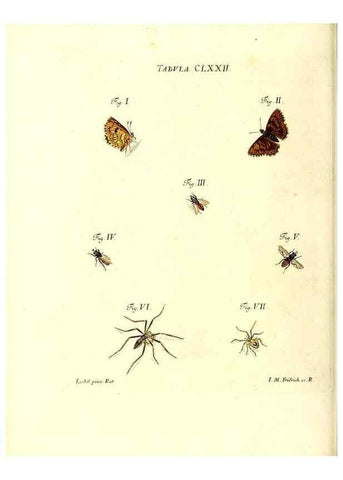 Reproducción/Reproduction 36374300805: Iacobi Christiani Schaefferi s.s. theologiae et philosophiae doctoris ... Icones insectorum circa Ratisbonam indigenorum :. Ratisbonae :Typis Breitfeldianis,MDCCLXXIX [1766-1779]