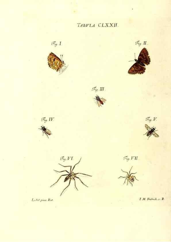 Reproducción/Reproduction 36374300805: Iacobi Christiani Schaefferi s.s. theologiae et philosophiae doctoris ... Icones insectorum circa Ratisbonam indigenorum :. Ratisbonae :Typis Breitfeldianis,MDCCLXXIX [1766-1779]