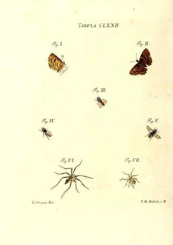 Reproducción/Reproduction 36374300805: Iacobi Christiani Schaefferi s.s. theologiae et philosophiae doctoris ... Icones insectorum circa Ratisbonam indigenorum :. Ratisbonae :Typis Breitfeldianis,MDCCLXXIX [1766-1779]