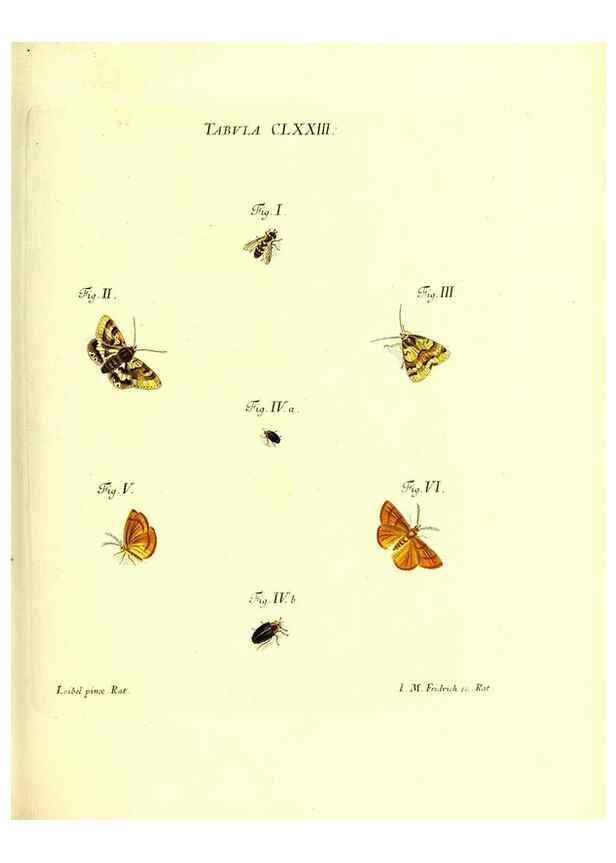 Reproducción/Reproduction 36374301845: Iacobi Christiani Schaefferi s.s. theologiae et philosophiae doctoris ... Icones insectorum circa Ratisbonam indigenorum :. Ratisbonae :Typis Breitfeldianis,MDCCLXXIX [1766-1779]