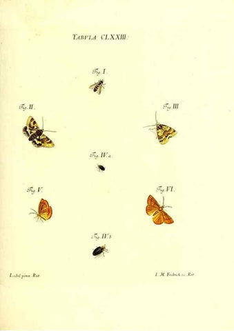Reproducción/Reproduction 36374301845: Iacobi Christiani Schaefferi s.s. theologiae et philosophiae doctoris ... Icones insectorum circa Ratisbonam indigenorum :. Ratisbonae :Typis Breitfeldianis,MDCCLXXIX [1766-1779]