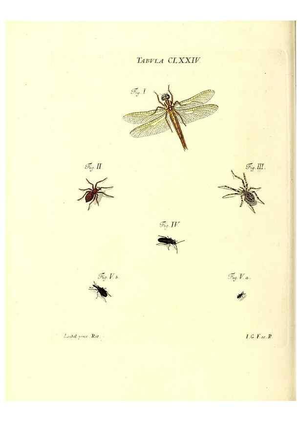 Reproducción/Reproduction 35565970513: Iacobi Christiani Schaefferi s.s. theologiae et philosophiae doctoris ... Icones insectorum circa Ratisbonam indigenorum :. Ratisbonae :Typis Breitfeldianis,MDCCLXXIX [1766-1779]