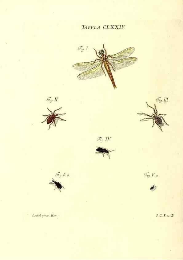 Reproducción/Reproduction 35565970513: Iacobi Christiani Schaefferi s.s. theologiae et philosophiae doctoris ... Icones insectorum circa Ratisbonam indigenorum :. Ratisbonae :Typis Breitfeldianis,MDCCLXXIX [1766-1779]