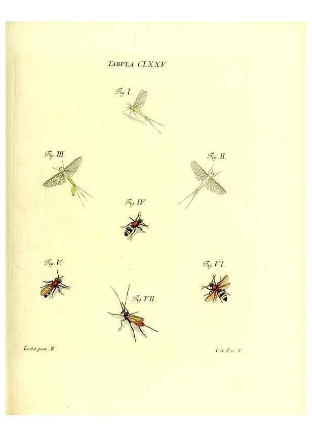 Reproducción/Reproduction 35565971833: Iacobi Christiani Schaefferi s.s. theologiae et philosophiae doctoris ... Icones insectorum circa Ratisbonam indigenorum :. Ratisbonae :Typis Breitfeldianis,MDCCLXXIX [1766-1779]