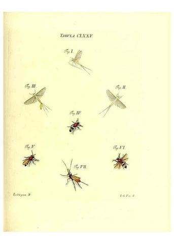 Reproducción/Reproduction 35565971833: Iacobi Christiani Schaefferi s.s. theologiae et philosophiae doctoris ... Icones insectorum circa Ratisbonam indigenorum :. Ratisbonae :Typis Breitfeldianis,MDCCLXXIX [1766-1779]
