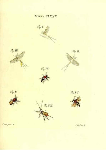 Reproducción/Reproduction 35565971833: Iacobi Christiani Schaefferi s.s. theologiae et philosophiae doctoris ... Icones insectorum circa Ratisbonam indigenorum :. Ratisbonae :Typis Breitfeldianis,MDCCLXXIX [1766-1779]