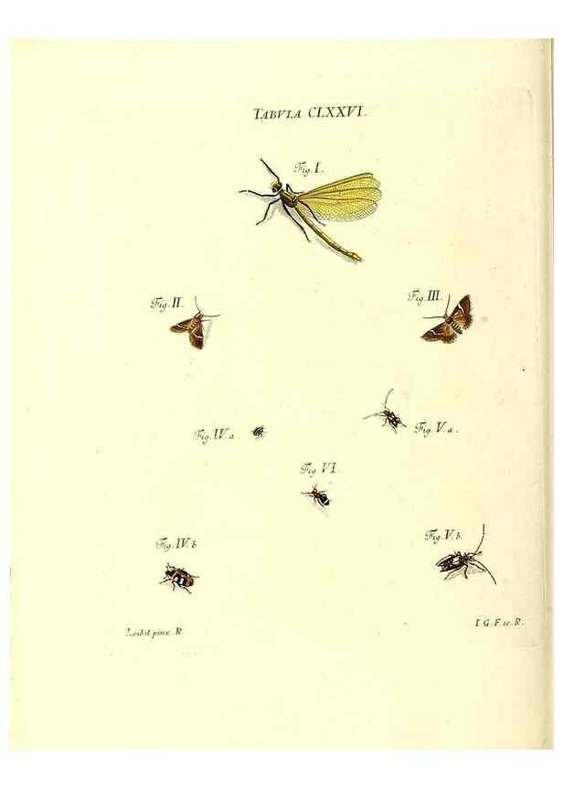 Reproducción/Reproduction 35565973173: Iacobi Christiani Schaefferi s.s. theologiae et philosophiae doctoris ... Icones insectorum circa Ratisbonam indigenorum :. Ratisbonae :Typis Breitfeldianis,MDCCLXXIX [1766-1779]