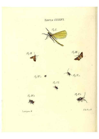 Reproducción/Reproduction 35565973173: Iacobi Christiani Schaefferi s.s. theologiae et philosophiae doctoris ... Icones insectorum circa Ratisbonam indigenorum :. Ratisbonae :Typis Breitfeldianis,MDCCLXXIX [1766-1779]