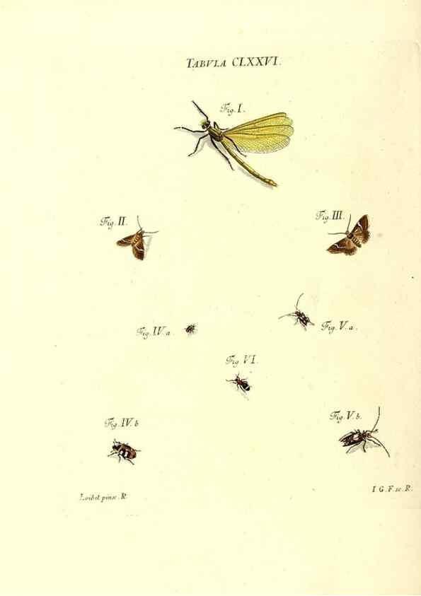 Reproducción/Reproduction 35565973173: Iacobi Christiani Schaefferi s.s. theologiae et philosophiae doctoris ... Icones insectorum circa Ratisbonam indigenorum :. Ratisbonae :Typis Breitfeldianis,MDCCLXXIX [1766-1779]