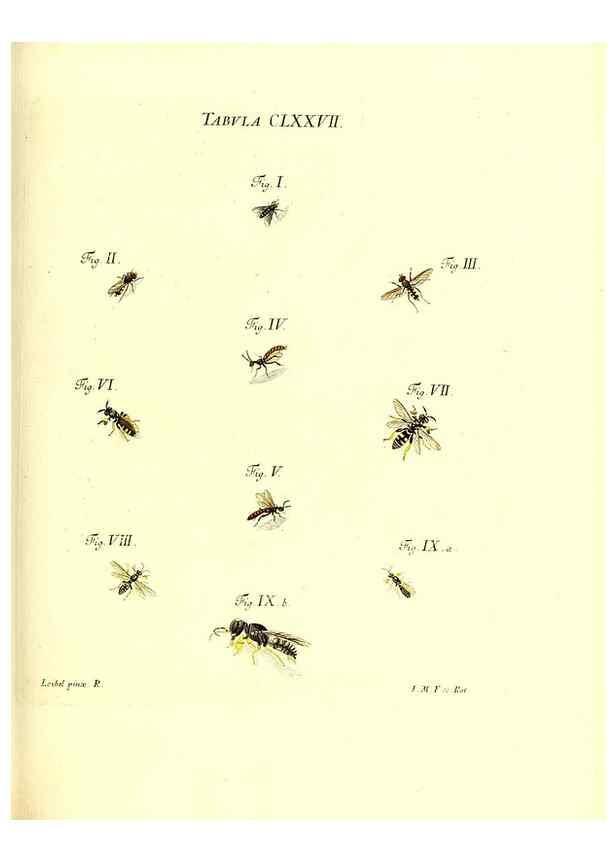 Reproducción/Reproduction 35565975113: Iacobi Christiani Schaefferi s.s. theologiae et philosophiae doctoris ... Icones insectorum circa Ratisbonam indigenorum :. Ratisbonae :Typis Breitfeldianis,MDCCLXXIX [1766-1779]