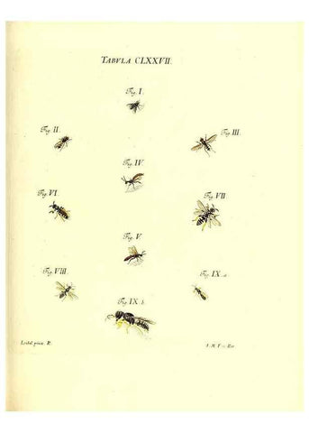Reproducción/Reproduction 35565975113: Iacobi Christiani Schaefferi s.s. theologiae et philosophiae doctoris ... Icones insectorum circa Ratisbonam indigenorum :. Ratisbonae :Typis Breitfeldianis,MDCCLXXIX [1766-1779]