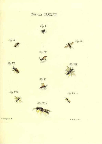 Reproducción/Reproduction 35565975113: Iacobi Christiani Schaefferi s.s. theologiae et philosophiae doctoris ... Icones insectorum circa Ratisbonam indigenorum :. Ratisbonae :Typis Breitfeldianis,MDCCLXXIX [1766-1779]