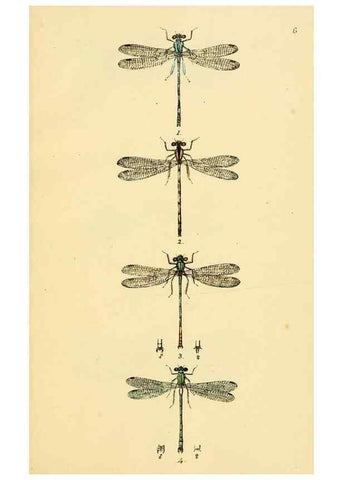 Reproducción/Reproduction 35566258453: British libellulinae, or, Dragon flies :. London :Printed by J.C. Bridgewater,1845.