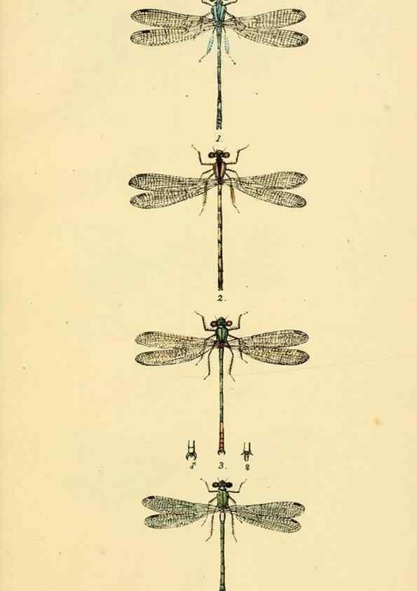 Reproducción/Reproduction 35566258453: British libellulinae, or, Dragon flies :. London :Printed by J.C. Bridgewater,1845.