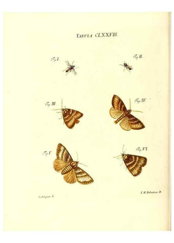Reproducción/Reproduction 35565977563: Iacobi Christiani Schaefferi s.s. theologiae et philosophiae doctoris ... Icones insectorum circa Ratisbonam indigenorum :. Ratisbonae :Typis Breitfeldianis,MDCCLXXIX [1766-1779]